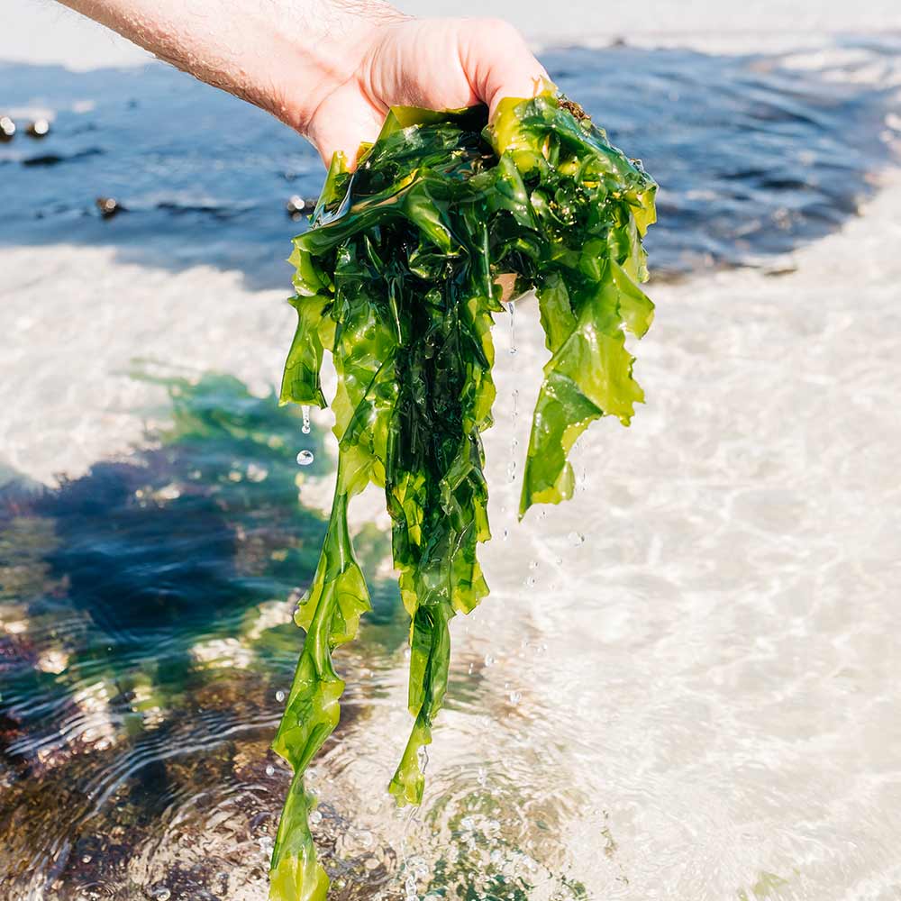 Algues vertes en Bretagne : 4 points pour comprendre le problème